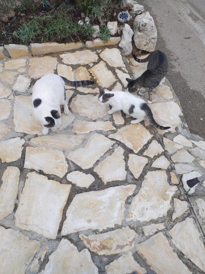 Apartmani Marijanovic Vir Exterior foto